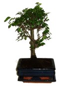 Zelkova 317 - pokojové bonsaje 